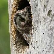 Boreal Owl