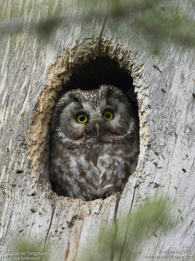 Boreal Owl