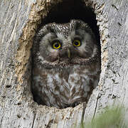 Boreal Owl