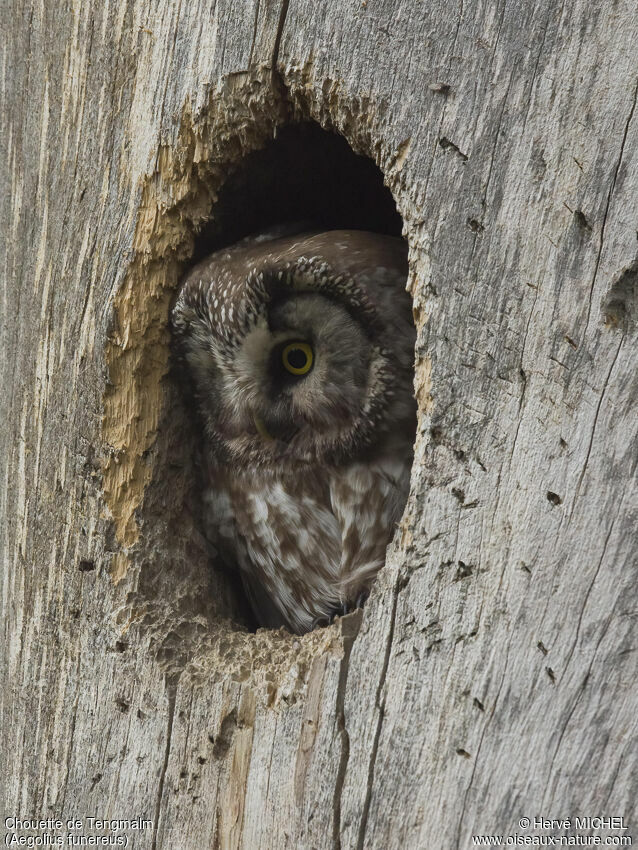 Boreal Owl