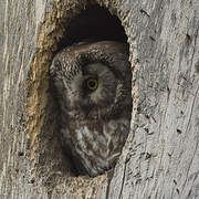 Boreal Owl