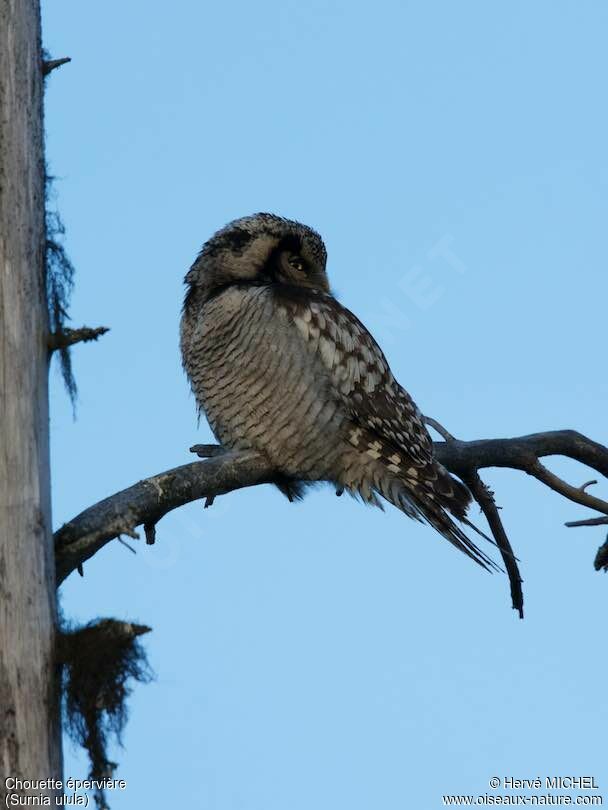 Northern Hawk-Owladult