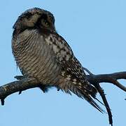 Northern Hawk-Owl