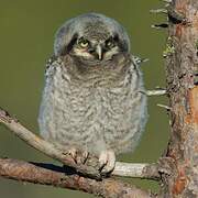 Northern Hawk-Owl