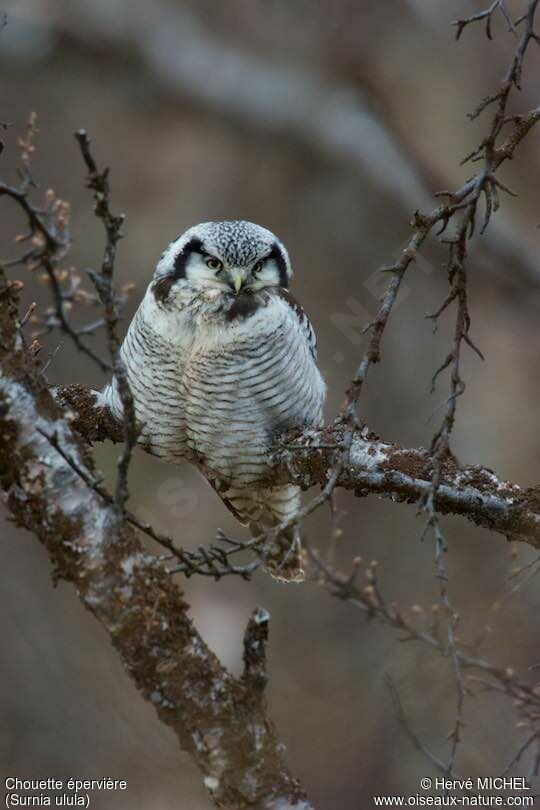 Northern Hawk-Owladult