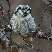 Northern Hawk-Owl