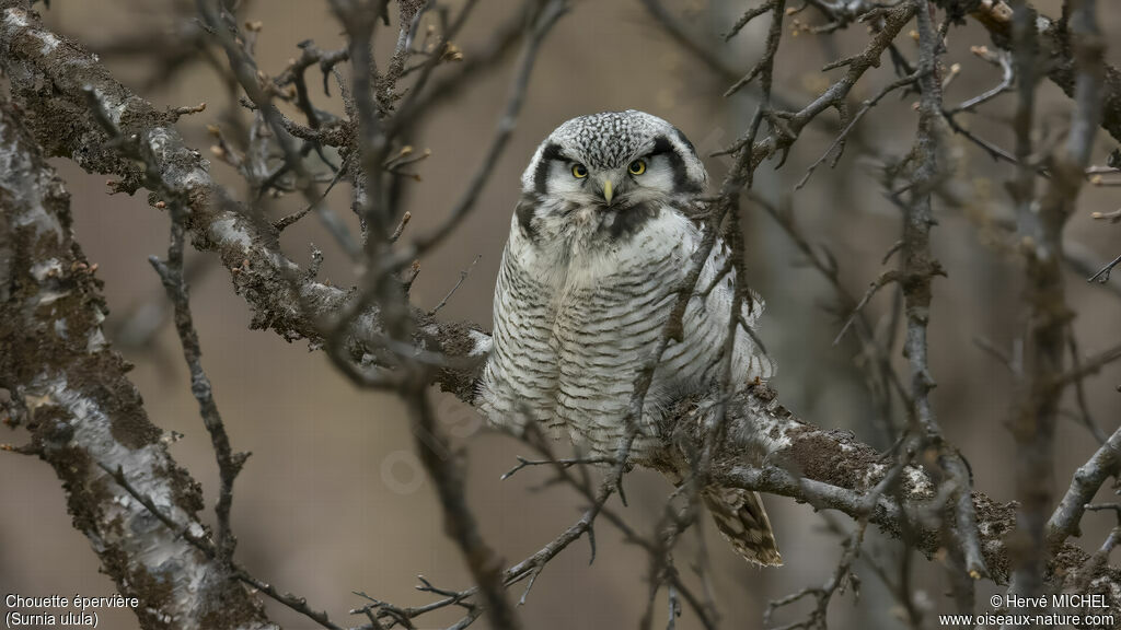 Northern Hawk-Owladult