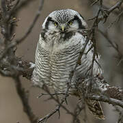 Northern Hawk-Owl