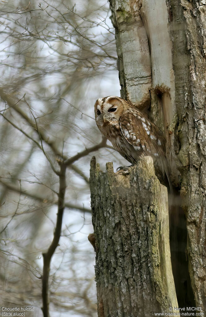 Tawny Owladult