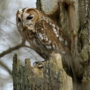 Tawny Owl