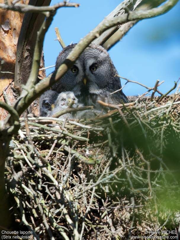 Great Grey Owl