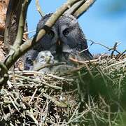 Great Grey Owl