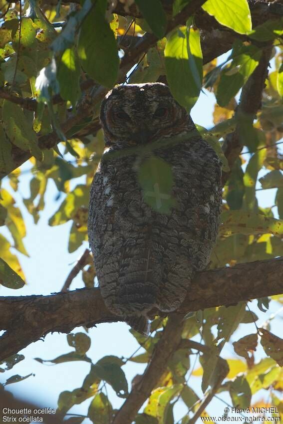 Mottled Wood Owl