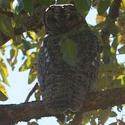 Mottled Wood Owl