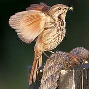 Spotted Palm Thrush