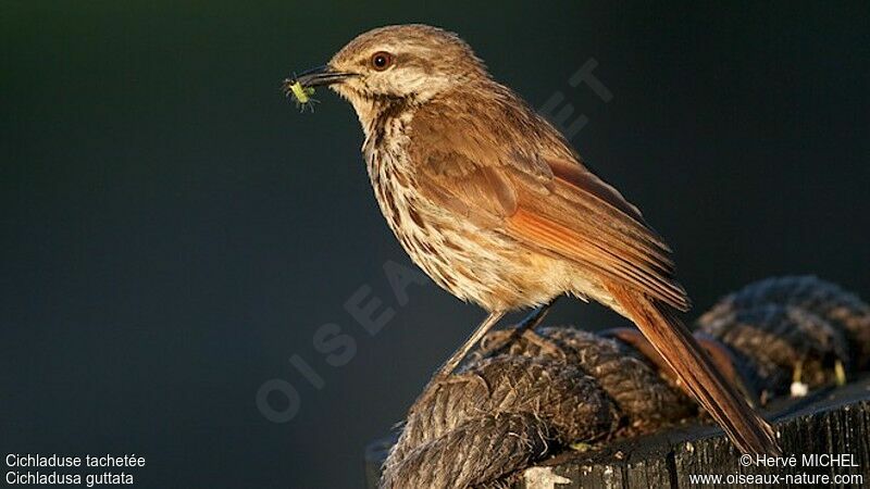 Spotted Palm Thrush