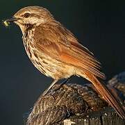 Spotted Palm Thrush