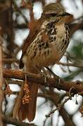 Spotted Palm Thrush