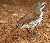 Spotted Palm Thrush