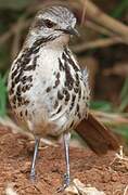 Spotted Palm Thrush