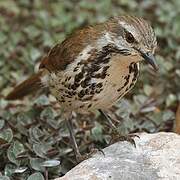 Spotted Palm Thrush