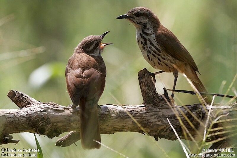 Spotted Palm Thrush