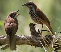 Spotted Palm Thrush