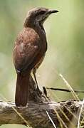 Spotted Palm Thrush