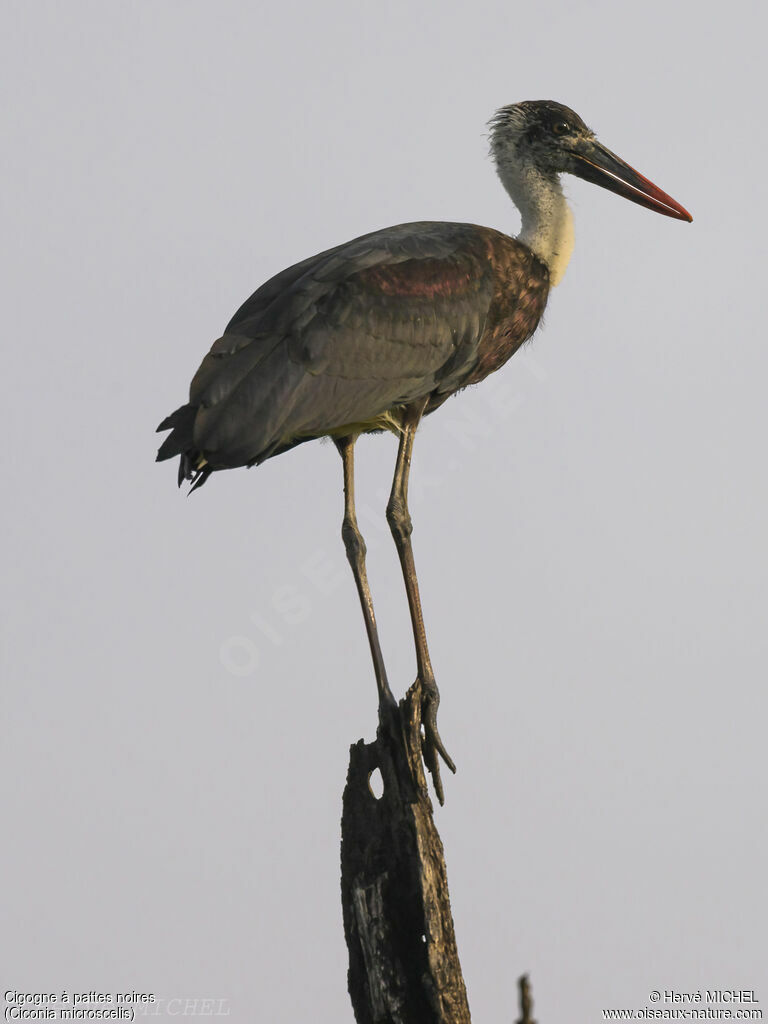 Cigogne à pattes noires