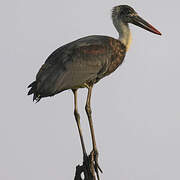 African Woolly-necked Stork