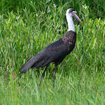 Cigogne à pattes noires