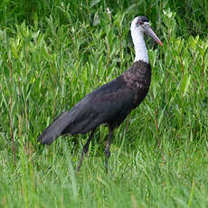 Cigogne à pattes noires