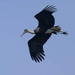 Cigogne à pattes noires