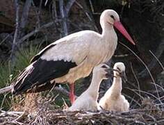 White Stork