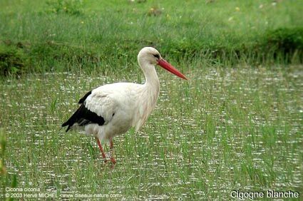 White Stork