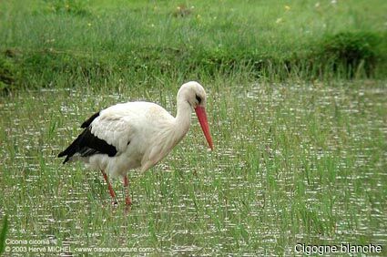 Cigogne blanche