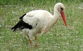 White Stork