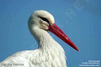 White Stork