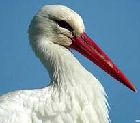 White Stork