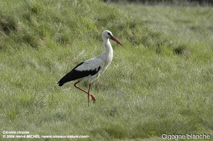 White Stork