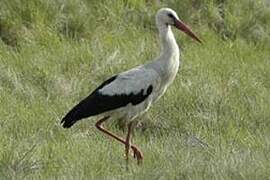 Cigogne blanche