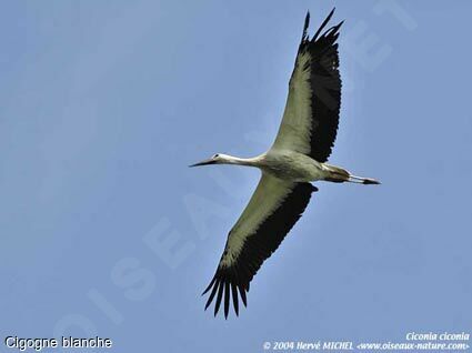 White Stork