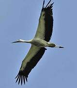 White Stork