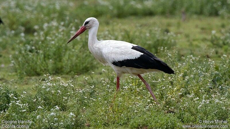 Cigogne blanche