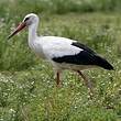 Cigogne blanche