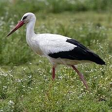 Cigogne blanche