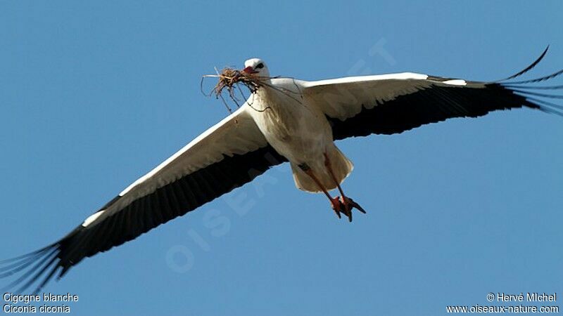 Cigogne blanche