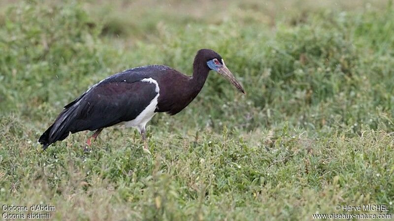 Cigogne d'Abdimadulte