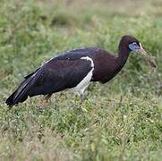 Cigogne d'Abdim