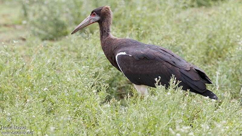 Cigogne d'Abdimimmature, identification